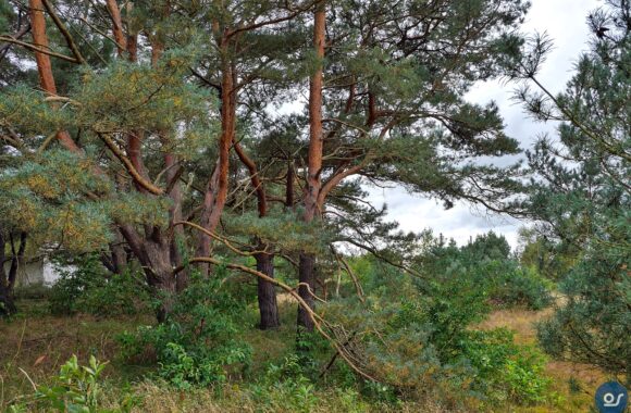 Baum-und Totholz-Fotografie